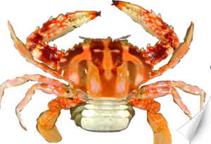 commonly known as egg-bearing female crab as shown in Figure 6