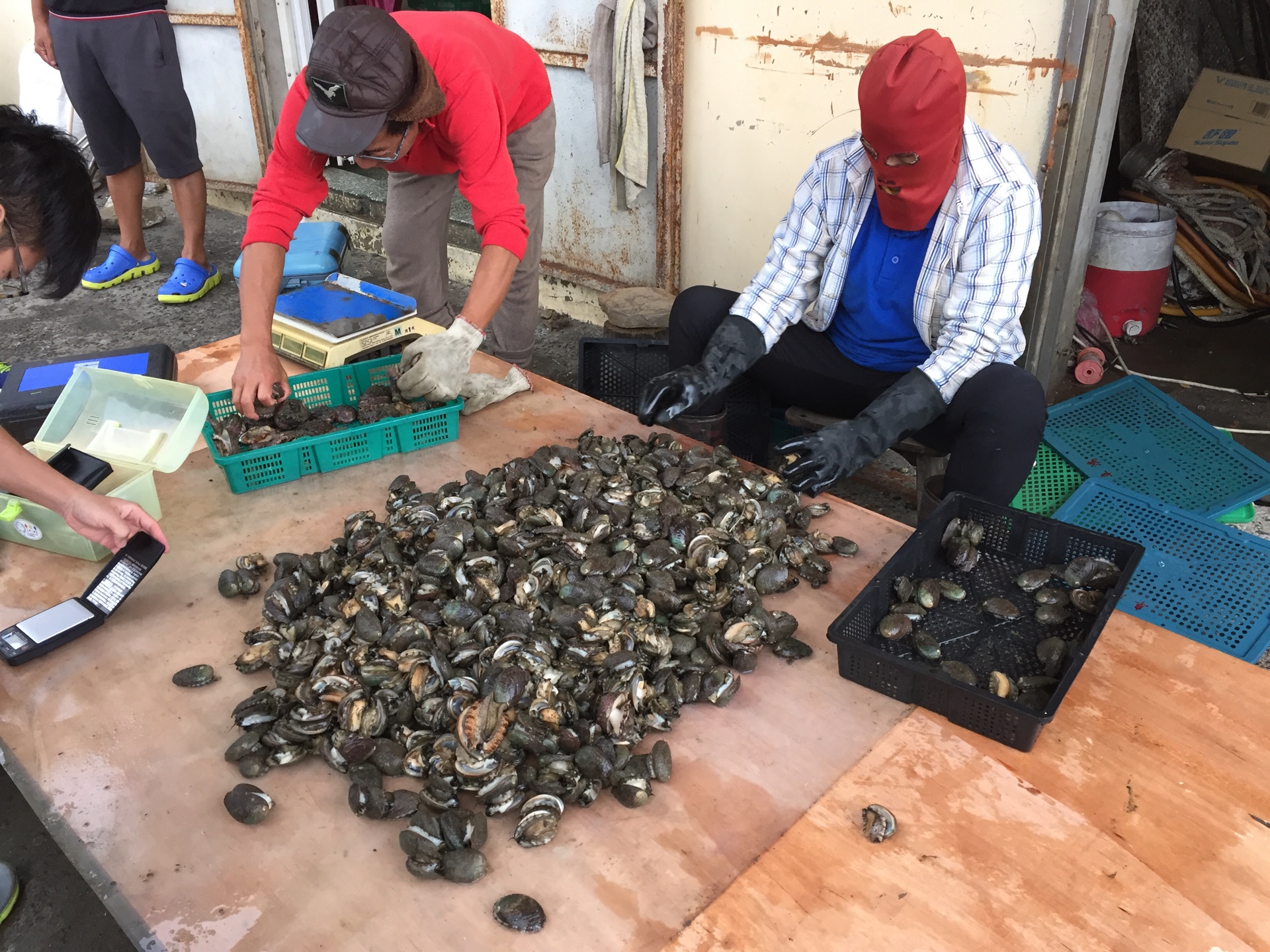 The harvested Gongliao abalone shall be classified and packed separately