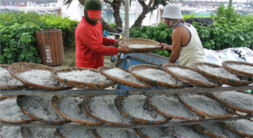漁民將魩鱙漁業及漁獲物裝成容器