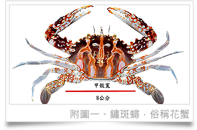 附圖一、鏽斑蟳（Charybdis feriatus）：甲殼寬（指蟳蟹類背甲橫向兩側最寬之距離）未滿八公分