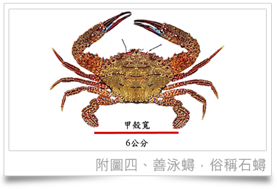 附圖四、善泳蟳(Charybdis natator):甲殼寬未滿六公分